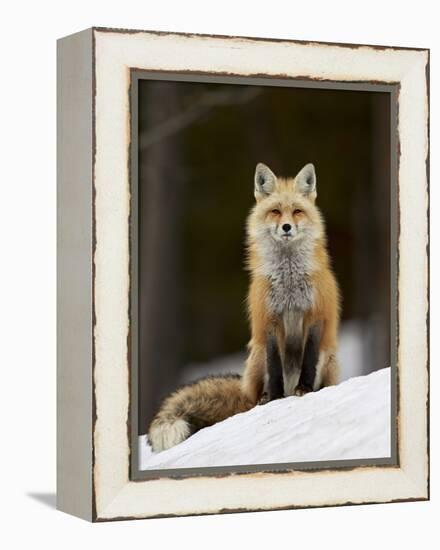 Red Fox (Vulpes Vulpes) (Vulpes Fulva) in the Snow-James Hager-Framed Premier Image Canvas