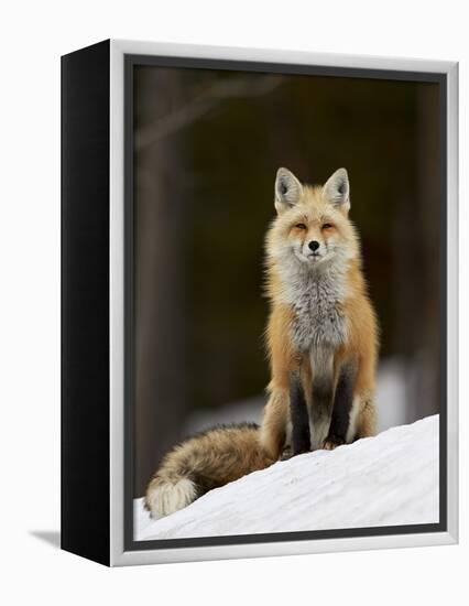 Red Fox (Vulpes Vulpes) (Vulpes Fulva) in the Snow-James Hager-Framed Premier Image Canvas