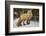 Red Fox (Vulpes Vulpes) (Vulpes Fulva) in Winter, Grand Teton National Park, Wyoming-James Hager-Framed Photographic Print