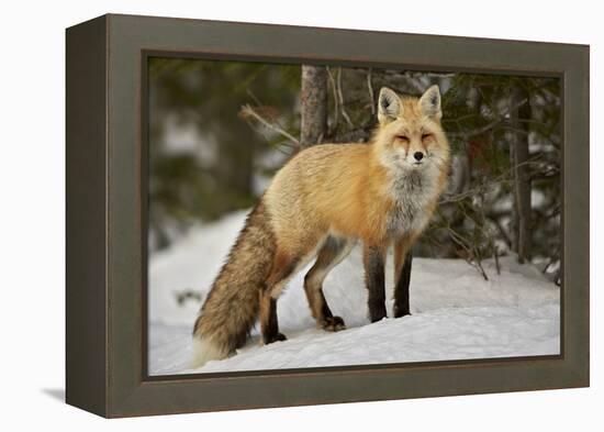 Red Fox (Vulpes Vulpes) (Vulpes Fulva) in Winter, Grand Teton National Park, Wyoming-James Hager-Framed Premier Image Canvas