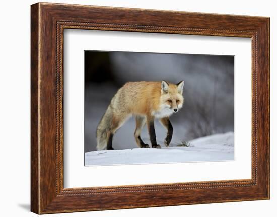 Red Fox (Vulpes Vulpes) (Vulpes Fulva) in Winter, Grand Teton National Park, Wyoming-James Hager-Framed Photographic Print