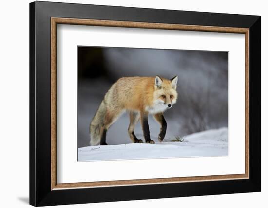 Red Fox (Vulpes Vulpes) (Vulpes Fulva) in Winter, Grand Teton National Park, Wyoming-James Hager-Framed Photographic Print