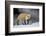 Red Fox (Vulpes Vulpes) (Vulpes Fulva) in Winter, Grand Teton National Park, Wyoming-James Hager-Framed Photographic Print