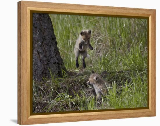 Red Fox (Vulpes Vulpes) (Vulpes Fulva) Kit Pouncing on its Sibling-James Hager-Framed Premier Image Canvas