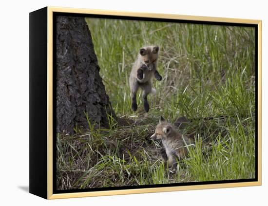 Red Fox (Vulpes Vulpes) (Vulpes Fulva) Kit Pouncing on its Sibling-James Hager-Framed Premier Image Canvas