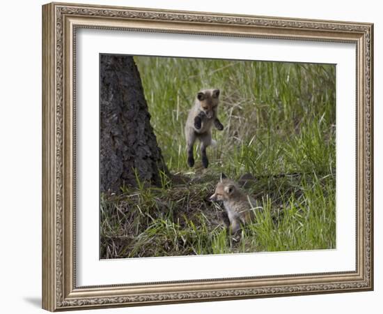 Red Fox (Vulpes Vulpes) (Vulpes Fulva) Kit Pouncing on its Sibling-James Hager-Framed Photographic Print