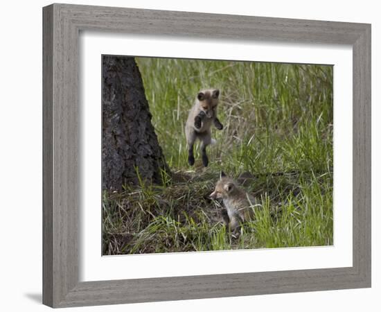 Red Fox (Vulpes Vulpes) (Vulpes Fulva) Kit Pouncing on its Sibling-James Hager-Framed Photographic Print