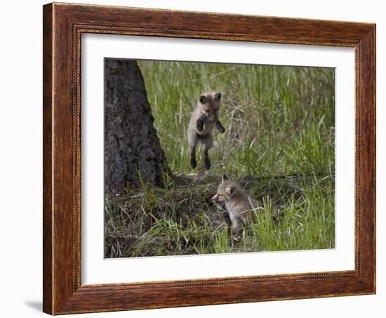 Red Fox (Vulpes Vulpes) (Vulpes Fulva) Kit Pouncing on its Sibling-James Hager-Framed Photographic Print