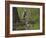 Red Fox (Vulpes Vulpes) (Vulpes Fulva) Kit Pouncing on its Sibling-James Hager-Framed Photographic Print