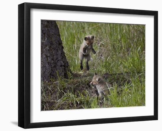 Red Fox (Vulpes Vulpes) (Vulpes Fulva) Kit Pouncing on its Sibling-James Hager-Framed Photographic Print