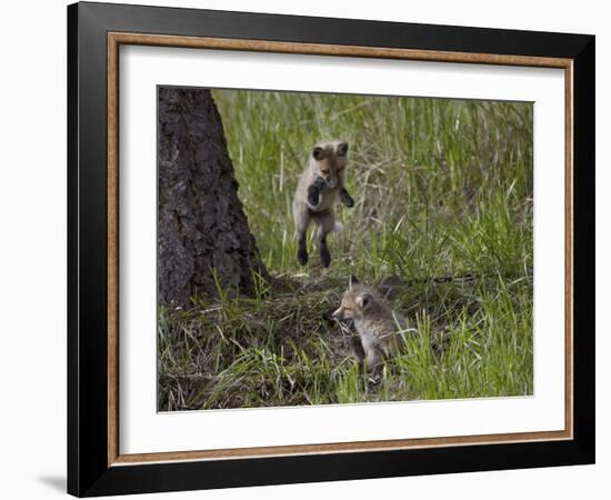 Red Fox (Vulpes Vulpes) (Vulpes Fulva) Kit Pouncing on its Sibling-James Hager-Framed Photographic Print