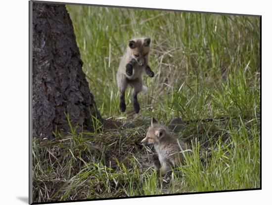 Red Fox (Vulpes Vulpes) (Vulpes Fulva) Kit Pouncing on its Sibling-James Hager-Mounted Photographic Print