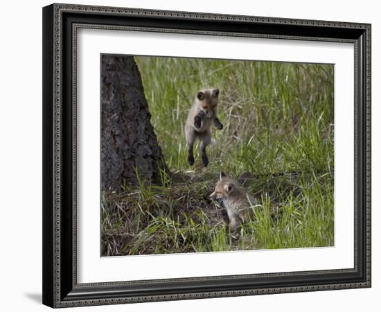 Red Fox (Vulpes Vulpes) (Vulpes Fulva) Kit Pouncing on its Sibling-James Hager-Framed Photographic Print