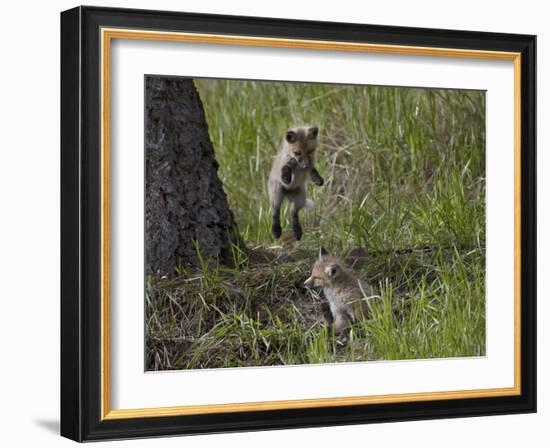 Red Fox (Vulpes Vulpes) (Vulpes Fulva) Kit Pouncing on its Sibling-James Hager-Framed Photographic Print