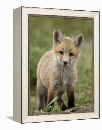 Red Fox (Vulpes Vulpes) (Vulpes Fulva) Pup, Bear River Migratory Bird Refuge, Utah, USA-James Hager-Framed Premier Image Canvas