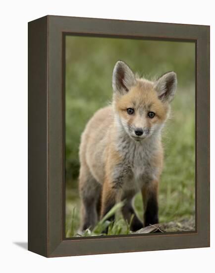 Red Fox (Vulpes Vulpes) (Vulpes Fulva) Pup, Bear River Migratory Bird Refuge, Utah, USA-James Hager-Framed Premier Image Canvas