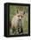 Red Fox (Vulpes Vulpes) (Vulpes Fulva) Pup, Bear River Migratory Bird Refuge, Utah, USA-James Hager-Framed Premier Image Canvas