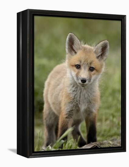 Red Fox (Vulpes Vulpes) (Vulpes Fulva) Pup, Bear River Migratory Bird Refuge, Utah, USA-James Hager-Framed Premier Image Canvas