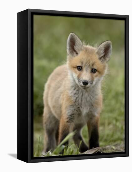 Red Fox (Vulpes Vulpes) (Vulpes Fulva) Pup, Bear River Migratory Bird Refuge, Utah, USA-James Hager-Framed Premier Image Canvas