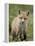 Red Fox (Vulpes Vulpes) (Vulpes Fulva) Pup, Bear River Migratory Bird Refuge, Utah, USA-James Hager-Framed Premier Image Canvas