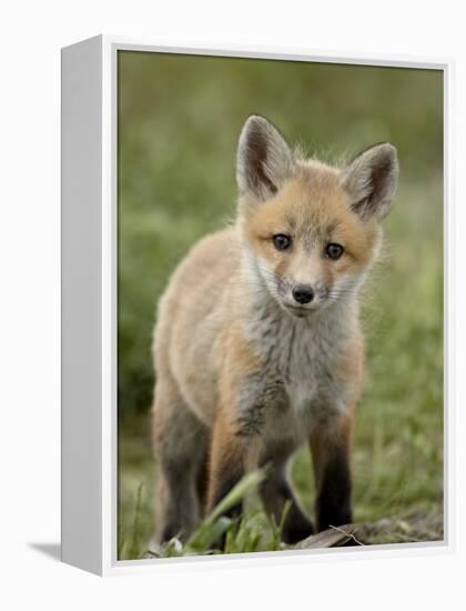 Red Fox (Vulpes Vulpes) (Vulpes Fulva) Pup, Bear River Migratory Bird Refuge, Utah, USA-James Hager-Framed Premier Image Canvas