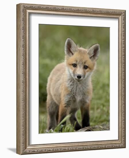 Red Fox (Vulpes Vulpes) (Vulpes Fulva) Pup, Bear River Migratory Bird Refuge, Utah, USA-James Hager-Framed Photographic Print