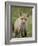 Red Fox (Vulpes Vulpes) (Vulpes Fulva) Pup, Bear River Migratory Bird Refuge, Utah, USA-James Hager-Framed Photographic Print