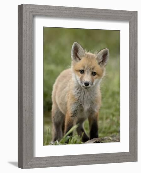 Red Fox (Vulpes Vulpes) (Vulpes Fulva) Pup, Bear River Migratory Bird Refuge, Utah, USA-James Hager-Framed Photographic Print