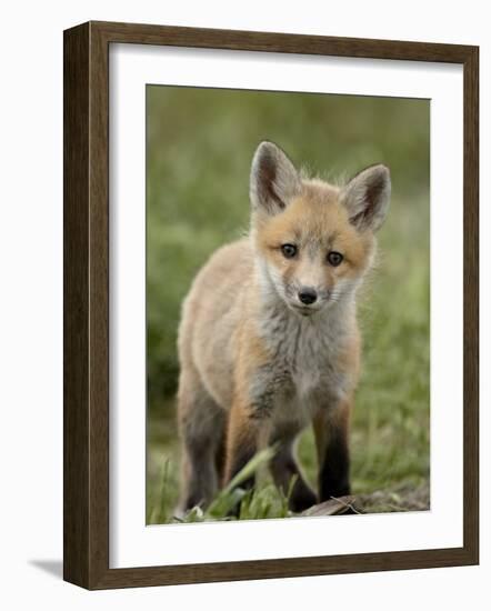 Red Fox (Vulpes Vulpes) (Vulpes Fulva) Pup, Bear River Migratory Bird Refuge, Utah, USA-James Hager-Framed Photographic Print