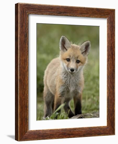 Red Fox (Vulpes Vulpes) (Vulpes Fulva) Pup, Bear River Migratory Bird Refuge, Utah, USA-James Hager-Framed Photographic Print