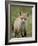 Red Fox (Vulpes Vulpes) (Vulpes Fulva) Pup, Bear River Migratory Bird Refuge, Utah, USA-James Hager-Framed Photographic Print