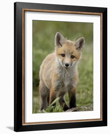 Red Fox (Vulpes Vulpes) (Vulpes Fulva) Pup, Bear River Migratory Bird Refuge, Utah, USA-James Hager-Framed Photographic Print