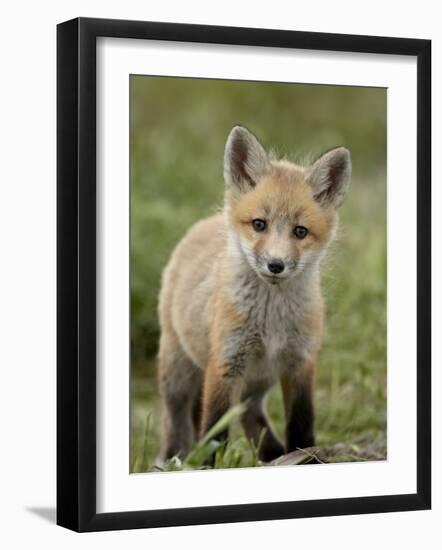 Red Fox (Vulpes Vulpes) (Vulpes Fulva) Pup, Bear River Migratory Bird Refuge, Utah, USA-James Hager-Framed Photographic Print