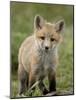 Red Fox (Vulpes Vulpes) (Vulpes Fulva) Pup, Bear River Migratory Bird Refuge, Utah, USA-James Hager-Mounted Photographic Print