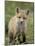 Red Fox (Vulpes Vulpes) (Vulpes Fulva) Pup, Bear River Migratory Bird Refuge, Utah, USA-James Hager-Mounted Photographic Print