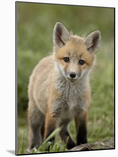 Red Fox (Vulpes Vulpes) (Vulpes Fulva) Pup, Bear River Migratory Bird Refuge, Utah, USA-James Hager-Mounted Photographic Print