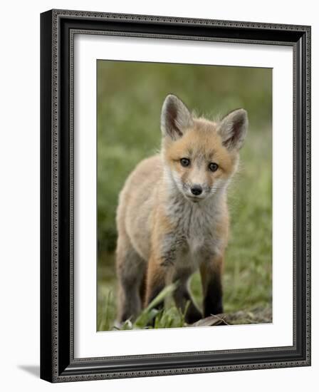 Red Fox (Vulpes Vulpes) (Vulpes Fulva) Pup, Bear River Migratory Bird Refuge, Utah, USA-James Hager-Framed Photographic Print