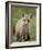 Red Fox (Vulpes Vulpes) (Vulpes Fulva) Pup, Bear River Migratory Bird Refuge, Utah, USA-James Hager-Framed Photographic Print