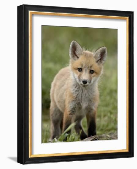 Red Fox (Vulpes Vulpes) (Vulpes Fulva) Pup, Bear River Migratory Bird Refuge, Utah, USA-James Hager-Framed Photographic Print