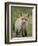 Red Fox (Vulpes Vulpes) (Vulpes Fulva) Pup, Bear River Migratory Bird Refuge, Utah, USA-James Hager-Framed Photographic Print