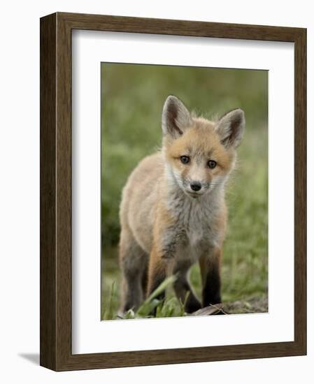 Red Fox (Vulpes Vulpes) (Vulpes Fulva) Pup, Bear River Migratory Bird Refuge, Utah, USA-James Hager-Framed Photographic Print