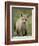 Red Fox (Vulpes Vulpes) (Vulpes Fulva) Pup, Bear River Migratory Bird Refuge, Utah, USA-James Hager-Framed Photographic Print