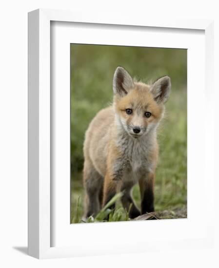Red Fox (Vulpes Vulpes) (Vulpes Fulva) Pup, Bear River Migratory Bird Refuge, Utah, USA-James Hager-Framed Photographic Print