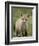 Red Fox (Vulpes Vulpes) (Vulpes Fulva) Pup, Bear River Migratory Bird Refuge, Utah, USA-James Hager-Framed Photographic Print