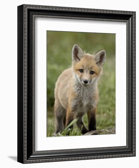 Red Fox (Vulpes Vulpes) (Vulpes Fulva) Pup, Bear River Migratory Bird Refuge, Utah, USA-James Hager-Framed Photographic Print