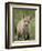 Red Fox (Vulpes Vulpes) (Vulpes Fulva) Pup, Bear River Migratory Bird Refuge, Utah, USA-James Hager-Framed Photographic Print