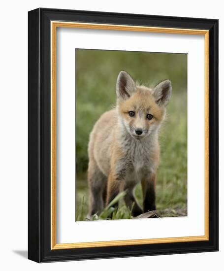 Red Fox (Vulpes Vulpes) (Vulpes Fulva) Pup, Bear River Migratory Bird Refuge, Utah, USA-James Hager-Framed Photographic Print