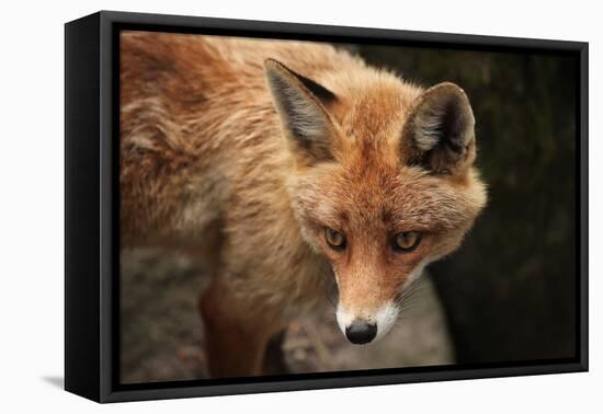 Red Fox (Vulpes Vulpes). Wild Life Animal.-wrangel-Framed Premier Image Canvas