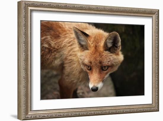 Red Fox (Vulpes Vulpes). Wild Life Animal.-wrangel-Framed Photographic Print