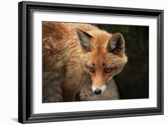 Red Fox (Vulpes Vulpes). Wild Life Animal.-wrangel-Framed Photographic Print